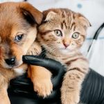 What to Expect During Your Pet’s First Vet Visit: A Comprehensive Guide