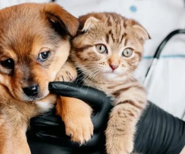 What to Expect During Your Pet’s First Vet Visit: A Comprehensive Guide