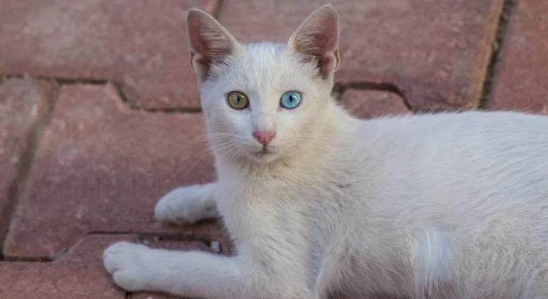 How to Spot Signs of Arthritis in Older Pets | RegPets