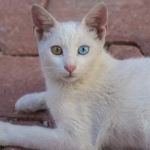 How to Spot Signs of Arthritis in Older Pets | RegPets