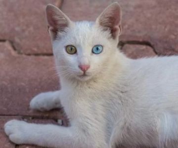 How to Spot Signs of Arthritis in Older Pets | RegPets