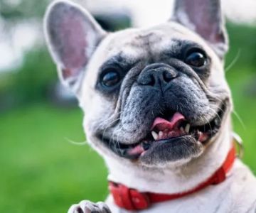How to Prepare Your Pet for Their Annual Checkup – UK Pet Owner's Guide