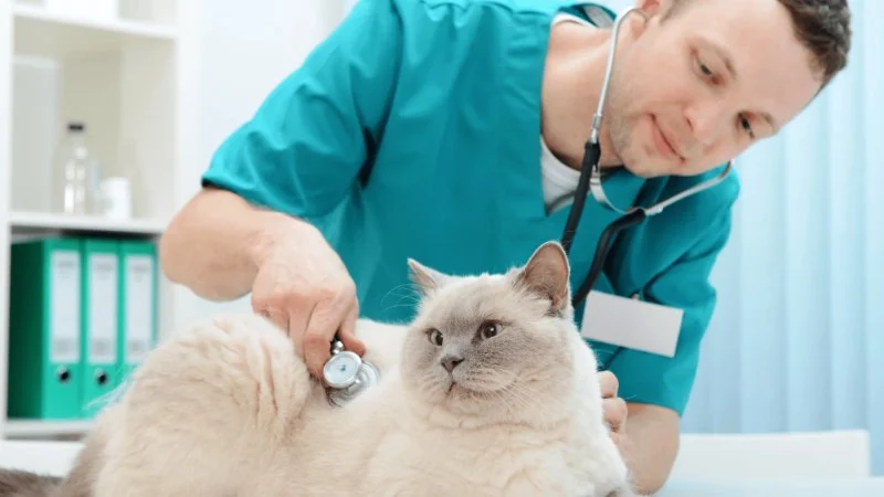 How Often Should You Take Your Pet for a Health Checkup? | UK Pet Care Guide