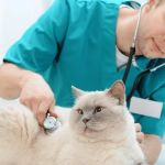 How Often Should You Take Your Pet for a Health Checkup? | UK Pet Care Guide