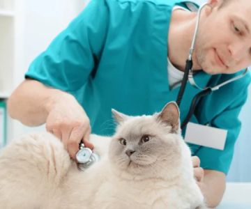 How Often Should You Take Your Pet for a Health Checkup? | UK Pet Care Guide