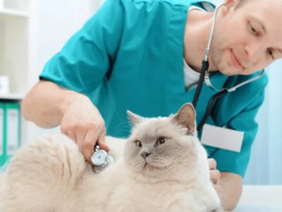 How Often Should You Take Your Pet for a Health Checkup? | UK Pet Care Guide