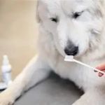 Pet Dental Care: Why Regular Vet Visits Are Essential for Your Pet’s Health