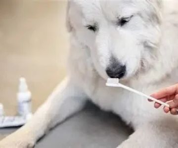 Pet Dental Care: Why Regular Vet Visits Are Essential for Your Pet’s Health