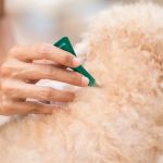 Flea and Tick Prevention for Pets in the UK: Essential Tips