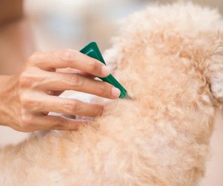 Flea and Tick Prevention for Pets in the UK: Essential Tips