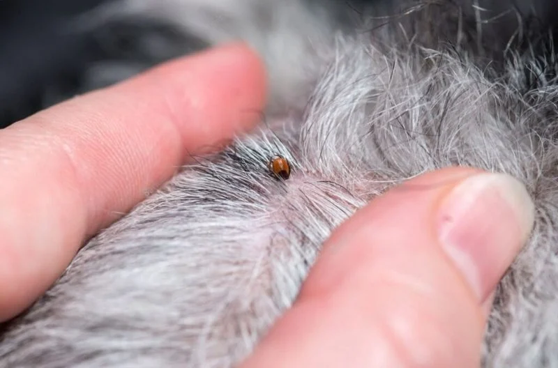 Understanding Flea and Tick Prevention for Pets in the UK: A Complete Guide