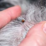 Understanding Flea and Tick Prevention for Pets in the UK: A Complete Guide