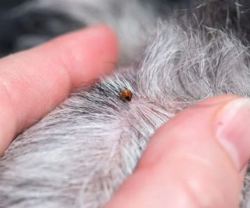 Understanding Flea and Tick Prevention for Pets in the UK: A Complete Guide