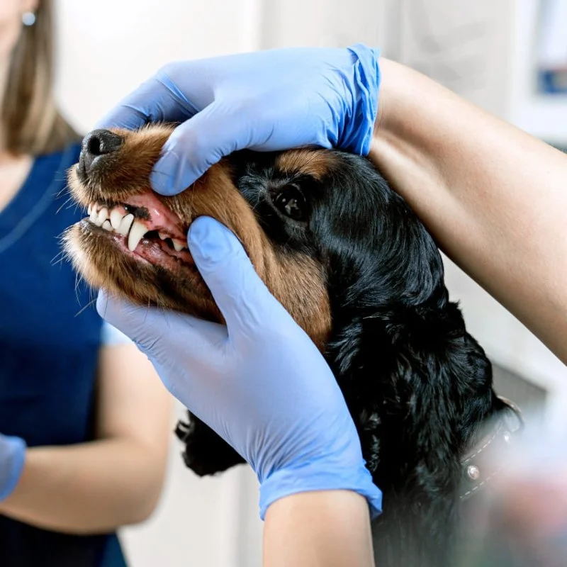 Pet Dental Care in the UK: Why Regular Vet Visits Matter for Your Pet’s Health
