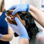 Pet Dental Care in the UK: Why Regular Vet Visits Matter for Your Pet’s Health