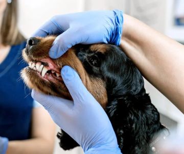 Pet Dental Care in the UK: Why Regular Vet Visits Matter for Your Pet’s Health