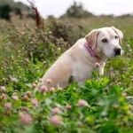 How to Spot Signs of Arthritis in Older Pets | Early Detection and Management