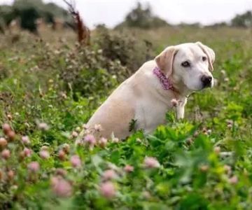 How to Spot Signs of Arthritis in Older Pets | Early Detection and Management