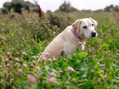 How to Spot Signs of Arthritis in Older Pets | Early Detection and Management