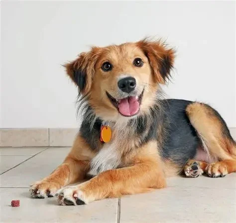 Essential Tips for Caring for Senior Pets: Expert Advice for British Pet Owners