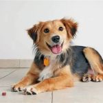 Essential Tips for Caring for Senior Pets: Expert Advice for British Pet Owners