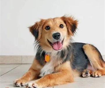 Essential Tips for Caring for Senior Pets: Expert Advice for British Pet Owners