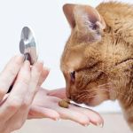 How to Handle Anxiety and Stress in Pets: Vet Advice