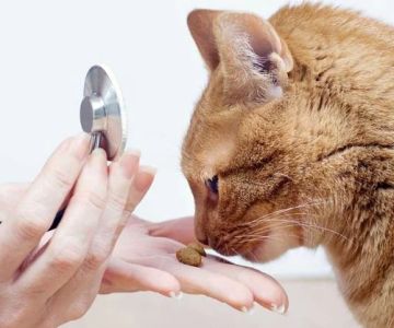 How to Handle Anxiety and Stress in Pets: Vet Advice