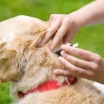 Effective Flea and Tick Prevention for Pets in the UK | Expert Tips