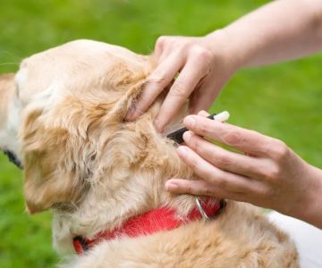 Effective Flea and Tick Prevention for Pets in the UK | Expert Tips