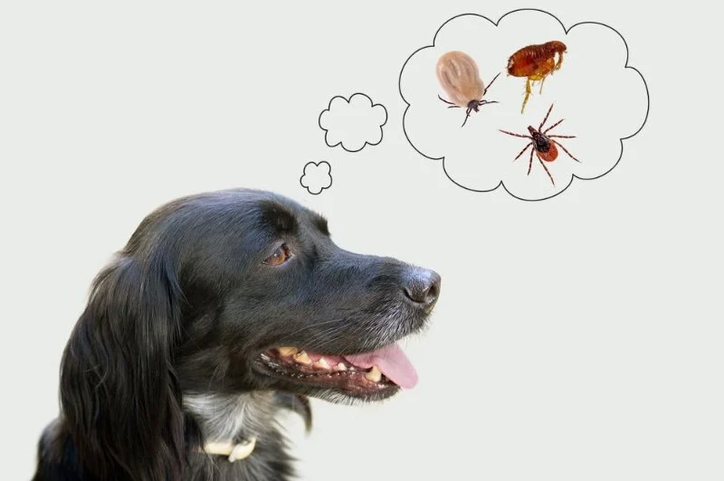 Flea and Tick Prevention for Pets in the UK