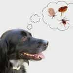 Flea and Tick Prevention for Pets in the UK