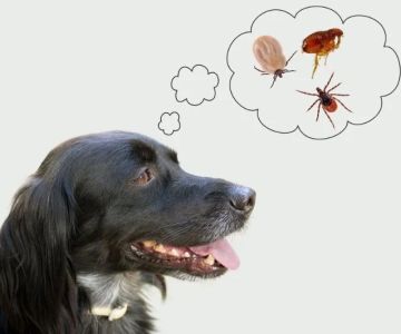 Flea and Tick Prevention for Pets in the UK