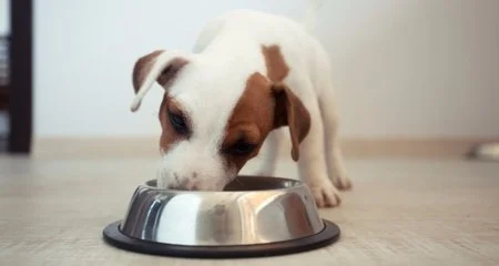 How to Choose the Right Pet Food for Your Dog or Cat – Expert Tips & Advice