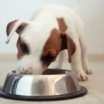 How to Choose the Right Pet Food for Your Dog or Cat – Expert Tips & Advice