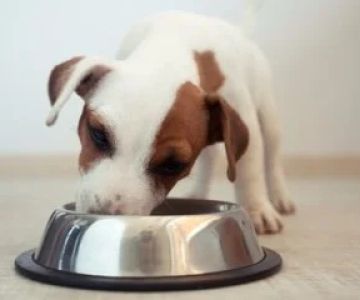 How to Choose the Right Pet Food for Your Dog or Cat – Expert Tips & Advice