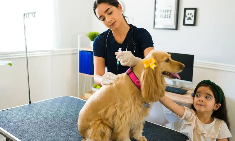 Common Vaccination Myths Debunked by UK Vets – Essential Facts for Pet Owners