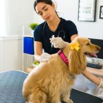 Common Vaccination Myths Debunked by UK Vets – Essential Facts for Pet Owners