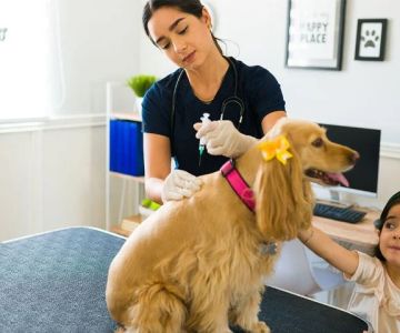 Common Vaccination Myths Debunked by UK Vets – Essential Facts for Pet Owners