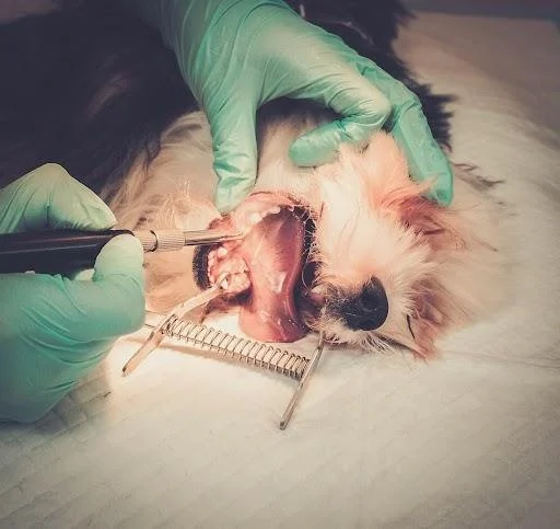 Pet Dental Care in the UK: Why Regular Vet Visits Are Crucial