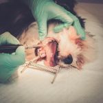 Pet Dental Care in the UK: Why Regular Vet Visits Are Crucial