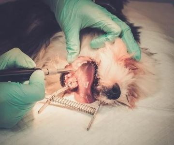 Pet Dental Care in the UK: Why Regular Vet Visits Are Crucial