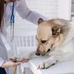 How to Manage Your Pet’s Anxiety and Stress: Vet Advice for UK Pet Owners