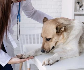 How to Manage Your Pet’s Anxiety and Stress: Vet Advice for UK Pet Owners