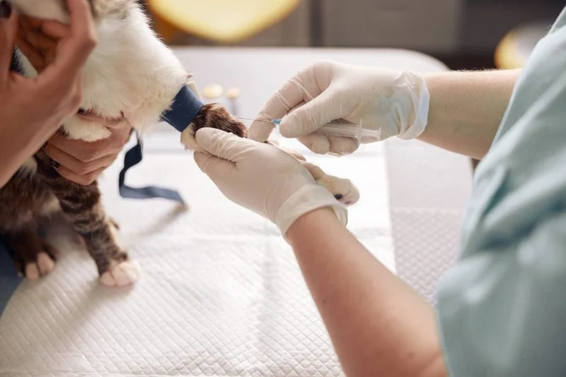 What to Expect During Your Pet’s First Vet Visit: A Complete Guide