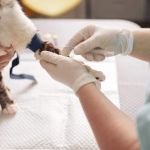 What to Expect During Your Pet’s First Vet Visit: A Complete Guide