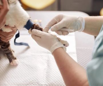 What to Expect During Your Pet’s First Vet Visit: A Complete Guide
