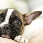 How to Deal with Anxiety and Stress in Pets: Expert Vet Advice