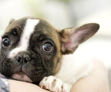 How to Deal with Anxiety and Stress in Pets: Expert Vet Advice