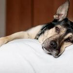 How to Handle Emergency Situations with Your Pet | Pet Safety Tips